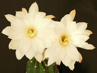 Echinopsis subdenudata